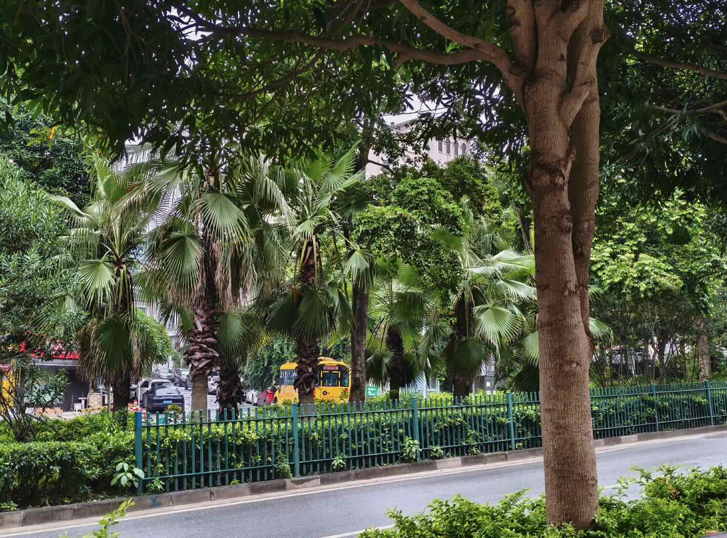 tree.jpg